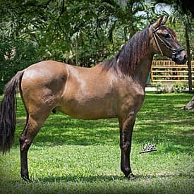 Holter D'Galeno